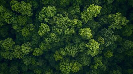 Naklejka premium Top view of a lush green forest in summer with natural foliage