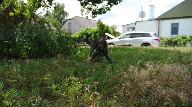 Playful german wirehaired pointer dog running on grass at garden on summer day. Funny brown drahthaar puppy plays with his owner jogging on green lawn. Concept of human and animal friendship. Slow mo