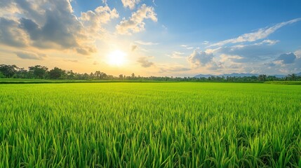 A beautiful bright sunny afternoon over green rice fields