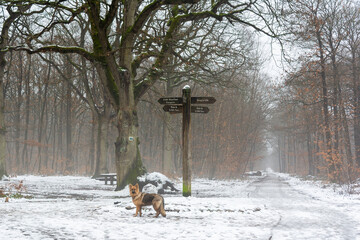 German Shepherd Dog in the Snow