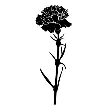 black carnation flower silhouette on white clip art preview