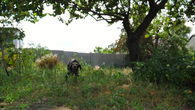 Playful german wirehaired pointer dog running on grass at garden on summer day. Funny brown drahthaar puppy plays with his owner jogging on green lawn. Concept of human and animal friendship. Slow mo