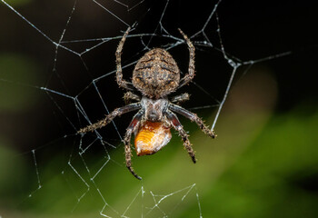 A red-spot hairy field spider (Neoscona triangula) feeding on an insect on its web 