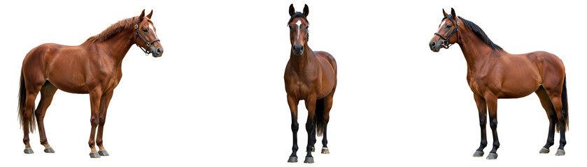 Three chestnut horses isolated on a white plain studio composition transparent background