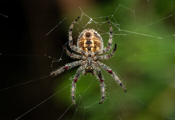 White-spot spiny field spider (Pararaneus spectator) on a web in the wild