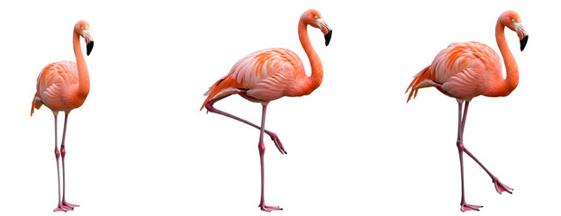 Obraz premium Three flamingoes standing in different poses on a solid transparent background