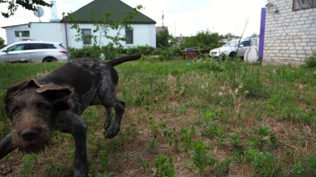 Playful german wirehaired pointer dog running on grass at garden on summer day. Funny brown drahthaar puppy plays with his owner jogging on green lawn. Concept of human and animal friendship. Slow mo