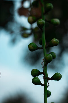  together with silk produced by the larvae. a group of ants lines up along the edge of a green leaf and bites a nearby leaf, pulling the two leaves together, from edge to edge. The other worker ants 