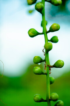  together with silk produced by the larvae. a group of ants lines up along the edge of a green leaf and bites a nearby leaf, pulling the two leaves together, from edge to edge. The other worker ants 