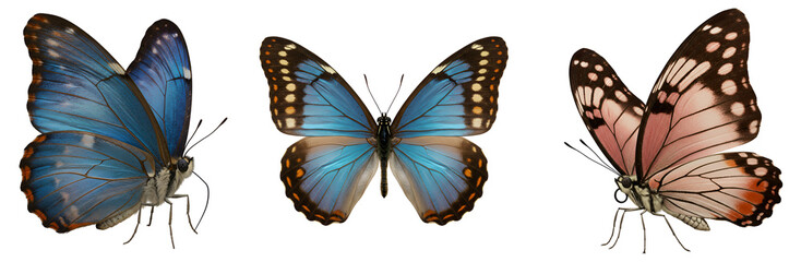 Three butterflies with colorful wings displayed against a  transparent background