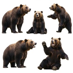 Obraz premium Captivating Grizzly Bear Illustrations Showcasing Various Poses and Expressions.