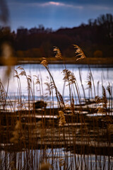 Golden reeds next to the lake