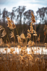 Golden reeds