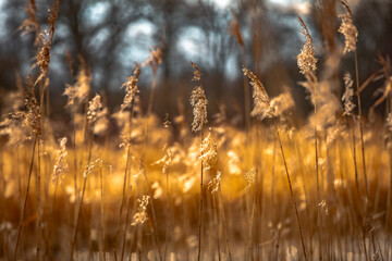 Flowers of golden reeds