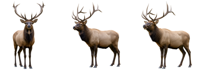 Three majestic elk standing proudly with imposing antlers shown here transparent background