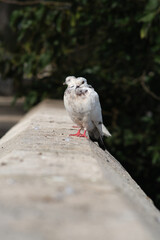 Fototapeta premium A wild white pigeon is sitting