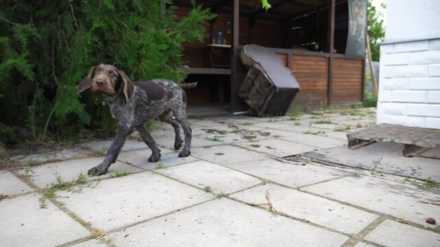 Beautiful brown drahthaar puppy walking in home yard at summer day. Funny german wirehaired pointer dog jogging in house courtyard. Cute purebred doggy having fun outdoor. Slow motion