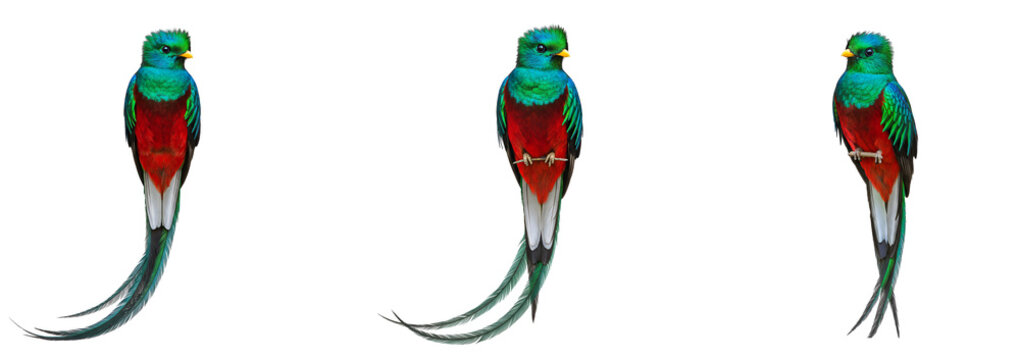 Three resplendent quetzals displaying plumage against a white setting transparent background