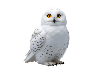 Fototapeta premium Snowy Owl with Sharp Eyes 