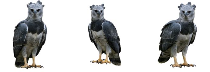 Three harpy eagles standing against a solid colored simple backdrop transparent background