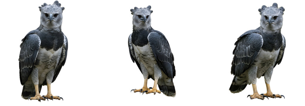 Three harpy eagles standing against a solid colored simple backdrop transparent background