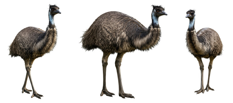 Three emus standing tall with their long necks and fluffy feathers transparent background - Powered by Adobe