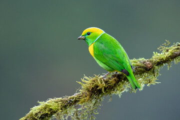 blue and yellow parrot