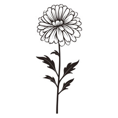 Aster art illustration flower vector