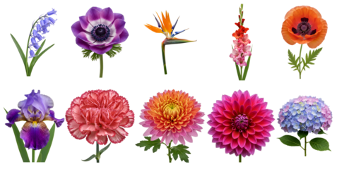 Assorted vibrant floral arrangement with various species and colors transparent background