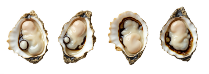 Fresh oysters isolated on transparent background. Raw seafood delicacy for menus, recipes, gourmet, and coastal themes. Clean, inviting, high-res.