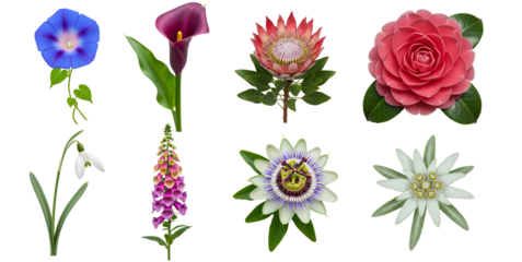 Assorted floral arrangement featuring seven different flower species transparent background