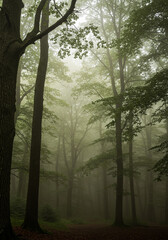 A misty morning in the forest with trees. Phone wallpaper design