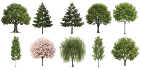 Ten diverse trees showcase foliage and bark against a plain setting transparent background