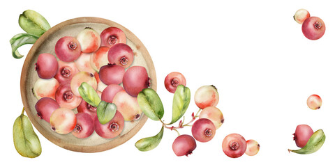 Cranberry lingonberry on ceramic plate, green leaves, hand drawn in watercolor, scattered ripe red forest berry. Isolated illustration for restaurant, dessert cafe menu, farmers market, home preserves
