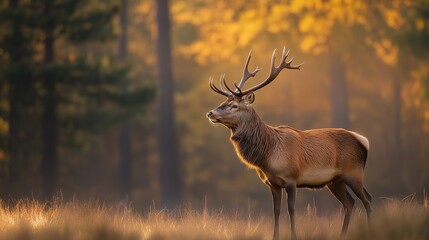 Obraz premium Majestic red deer in golden morning light, serene forest backdrop. A moment of natural grace and tranquility.