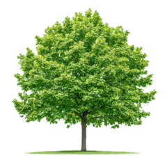 Fototapeta premium isolated transparent Background. Lush green oak tree with vibrant leaves and detailed bark, standing on grassy patch