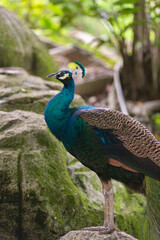 peacock