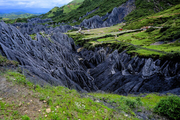 forest in the mountains