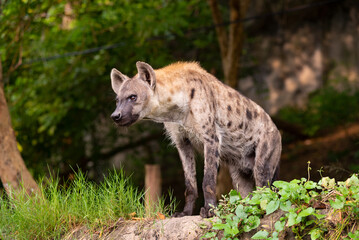 spotted hyena, Crocuta crocuta