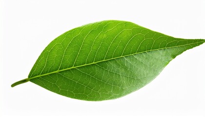 green leaf on a transparent background for nature or eco themes
