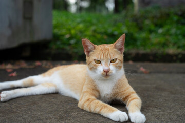 striking aspects of cat behavior is their ability to communicate through body language. A twitch of the tail, a flick of the ears, or a slow blink can convey a range of emotions and intentions. Cats a