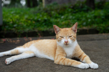 striking aspects of cat behavior is their ability to communicate through body language. A twitch of the tail, a flick of the ears, or a slow blink can convey a range of emotions and intentions. Cats a