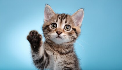 cute tabby kitten raising paw in playful gesture against plain background
