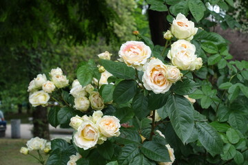 Beige flowers of roses in mid June