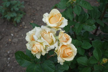 Group of beige flowers of roses in mid June