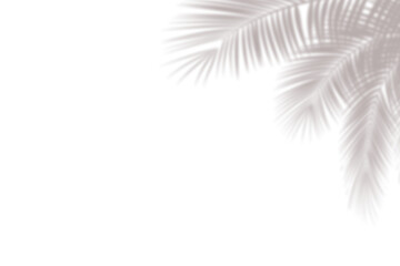 Realistic palm leaf shadow overlay effect isolated on white background, Natural shadow of tropical palm branch. Mockup of transparent shadow for product presentation, backdrop, Design elements, PNG