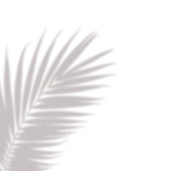 Realistic palm leaf shadow overlay effect isolated on white background, Natural shadow of tropical palm branch. Mockup of transparent shadow for product presentation, backdrop, Design elements, PNG