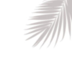 Realistic palm leaf shadow overlay effect isolated on white background, Natural shadow of tropical palm branch. Mockup of transparent shadow for product presentation, backdrop, Design elements, PNG