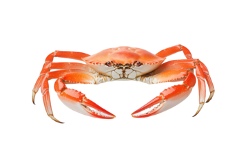 A vibrant, orange crab showcasing its prominent claws and detailed shell features, Transparent Background.