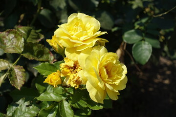 Pair of bright yellow flowers of roses in August